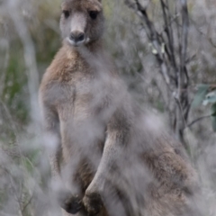 Macropus giganteus (Eastern Grey Kangaroo) at Holt, ACT - 24 Sep 2021 by Sammyj87