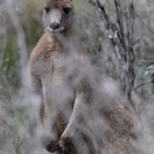 Macropus giganteus at Holt, ACT - 24 Sep 2021 11:57 AM