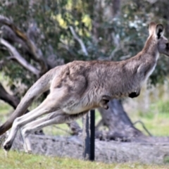 Macropus giganteus at Holt, ACT - 24 Sep 2021