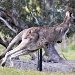 Macropus giganteus at Holt, ACT - 24 Sep 2021 11:57 AM