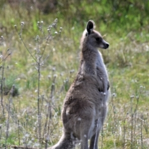 Macropus giganteus at Holt, ACT - 24 Sep 2021 11:57 AM