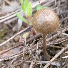 Unidentified Cap on a stem; gills below cap [mushrooms or mushroom-like] (TBC) at Umbagong District Park - 24 Sep 2021 by tpreston
