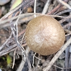 zz agaric (stem; gills not white/cream) at Latham, ACT - 24 Sep 2021