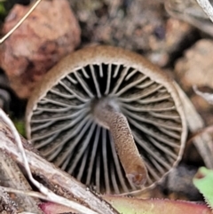 zz agaric (stem; gills not white/cream) at Latham, ACT - 24 Sep 2021