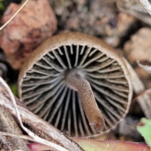 zz agaric (stem; gills not white/cream) at Latham, ACT - 24 Sep 2021