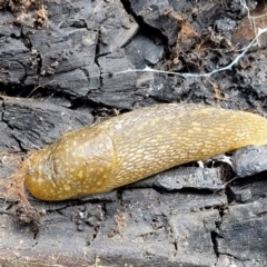 Limacus flavus (Yellow Cellar Slug) at Latham, ACT - 24 Sep 2021 by trevorpreston