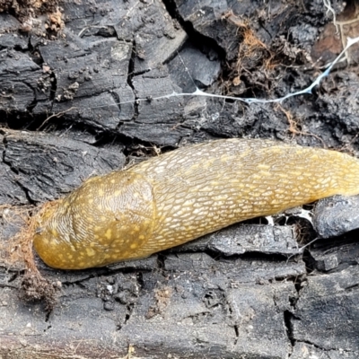 Limacus flavus (Yellow Cellar Slug) at Latham, ACT - 24 Sep 2021 by tpreston
