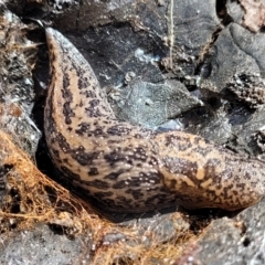 Limax maximus (Leopard Slug, Great Grey Slug) at Umbagong District Park - 24 Sep 2021 by tpreston