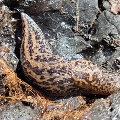 Limax maximus (Leopard Slug, Great Grey Slug) at Latham, ACT - 24 Sep 2021 by tpreston