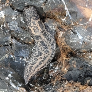 Limax maximus at Latham, ACT - 24 Sep 2021