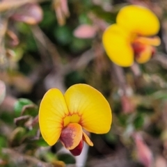 Bossiaea buxifolia (Matted Bossiaea) at Latham, ACT - 24 Sep 2021 by tpreston