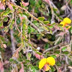 Bossiaea buxifolia at Latham, ACT - 24 Sep 2021