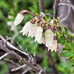 Cryptandra amara (Bitter Cryptandra) at Latham, ACT - 24 Sep 2021 by tpreston