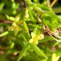 Galium gaudichaudii subsp. gaudichaudii (Rough Bedstraw) at Latham, ACT - 24 Sep 2021 by tpreston