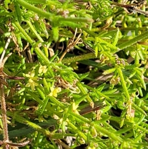 Galium gaudichaudii subsp. gaudichaudii at Latham, ACT - 24 Sep 2021