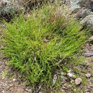 Galium gaudichaudii subsp. gaudichaudii at Latham, ACT - 24 Sep 2021