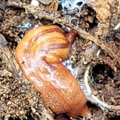 Lenkunya virgata (Brown-streaked planarian) at Umbagong District Park - 24 Sep 2021 by tpreston