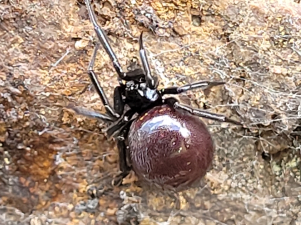 Steatoda grossa at Latham, ACT - 24 Sep 2021