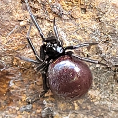 Steatoda grossa (Cupboard or Brown house spider) at Umbagong District Park - 24 Sep 2021 by trevorpreston