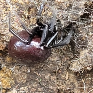 Steatoda grossa at Latham, ACT - 24 Sep 2021 01:32 PM