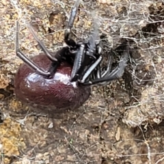 Steatoda grossa at Latham, ACT - 24 Sep 2021