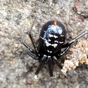 Steatoda capensis at Latham, ACT - 24 Sep 2021 01:33 PM