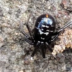 Steatoda capensis at Latham, ACT - 24 Sep 2021