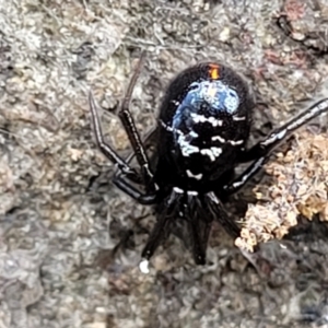 Steatoda capensis at Latham, ACT - 24 Sep 2021 01:33 PM