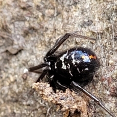 Steatoda capensis at Latham, ACT - 24 Sep 2021