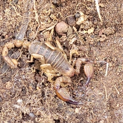 Urodacus manicatus (Black Rock Scorpion) at Latham, ACT - 24 Sep 2021 by trevorpreston