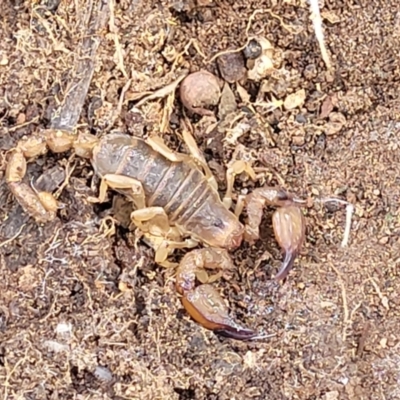 Urodacus manicatus (Black Rock Scorpion) at Latham, ACT - 24 Sep 2021 by tpreston