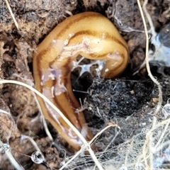 Anzoplana trilineata (A Flatworm) at Latham, ACT - 24 Sep 2021 by trevorpreston