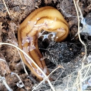 Anzoplana trilineata at Latham, ACT - 24 Sep 2021