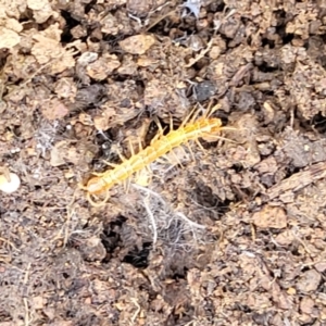 Cryptops sp. (genus) at Latham, ACT - 24 Sep 2021