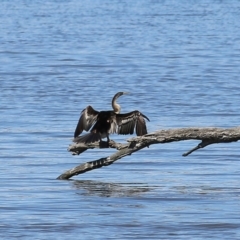 Anhinga novaehollandiae (Australasian Darter) at Old Tallangatta, VIC - 24 Sep 2021 by Kyliegw