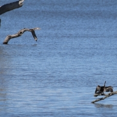 Anhinga novaehollandiae at Old Tallangatta, VIC - 24 Sep 2021