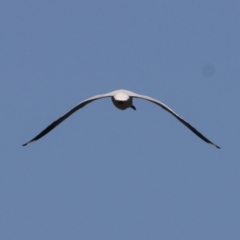 Chroicocephalus novaehollandiae (Silver Gull) at Old Tallangatta, VIC - 24 Sep 2021 by KylieWaldon