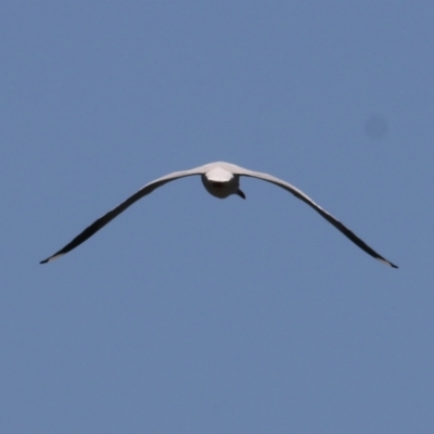 Chroicocephalus novaehollandiae (Silver Gull) at Old Tallangatta, VIC - 24 Sep 2021 by Kyliegw