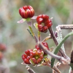 Dodonaea viscosa subsp. angustissima (Hop Bush) at Latham, ACT - 24 Sep 2021 by trevorpreston