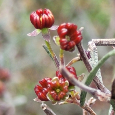 Dodonaea viscosa subsp. angustissima (Hop Bush) at Latham, ACT - 24 Sep 2021 by tpreston