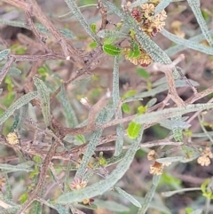 Dodonaea viscosa subsp. angustissima at Latham, ACT - 24 Sep 2021 01:26 PM