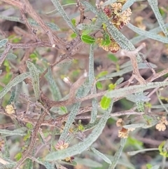 Dodonaea viscosa subsp. angustissima at Latham, ACT - 24 Sep 2021