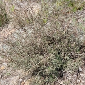 Dodonaea viscosa subsp. angustissima at Latham, ACT - 24 Sep 2021 01:26 PM