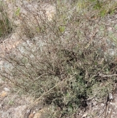 Dodonaea viscosa subsp. angustissima at Latham, ACT - 24 Sep 2021