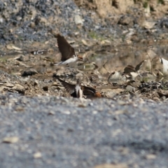 Petrochelidon ariel at Tallangatta, VIC - 24 Sep 2021