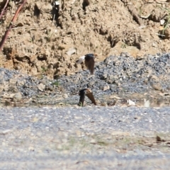 Petrochelidon ariel at Tallangatta, VIC - 24 Sep 2021 10:26 AM