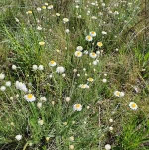 Leucochrysum albicans subsp. tricolor at Majura, ACT - 24 Sep 2021