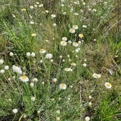 Leucochrysum albicans subsp. tricolor (Hoary Sunray) at Mount Ainslie - 24 Sep 2021 by Helberth