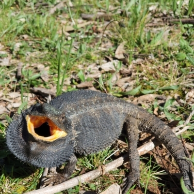 Pogona barbata (Eastern Bearded Dragon) at Majura, ACT - 24 Sep 2021 by Helberth