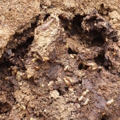 Nasutitermes exitiosus (Snouted termite, Gluegun termite) at Majura, ACT - 23 Sep 2021 by Helberth